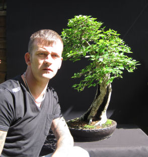 elm bonsai